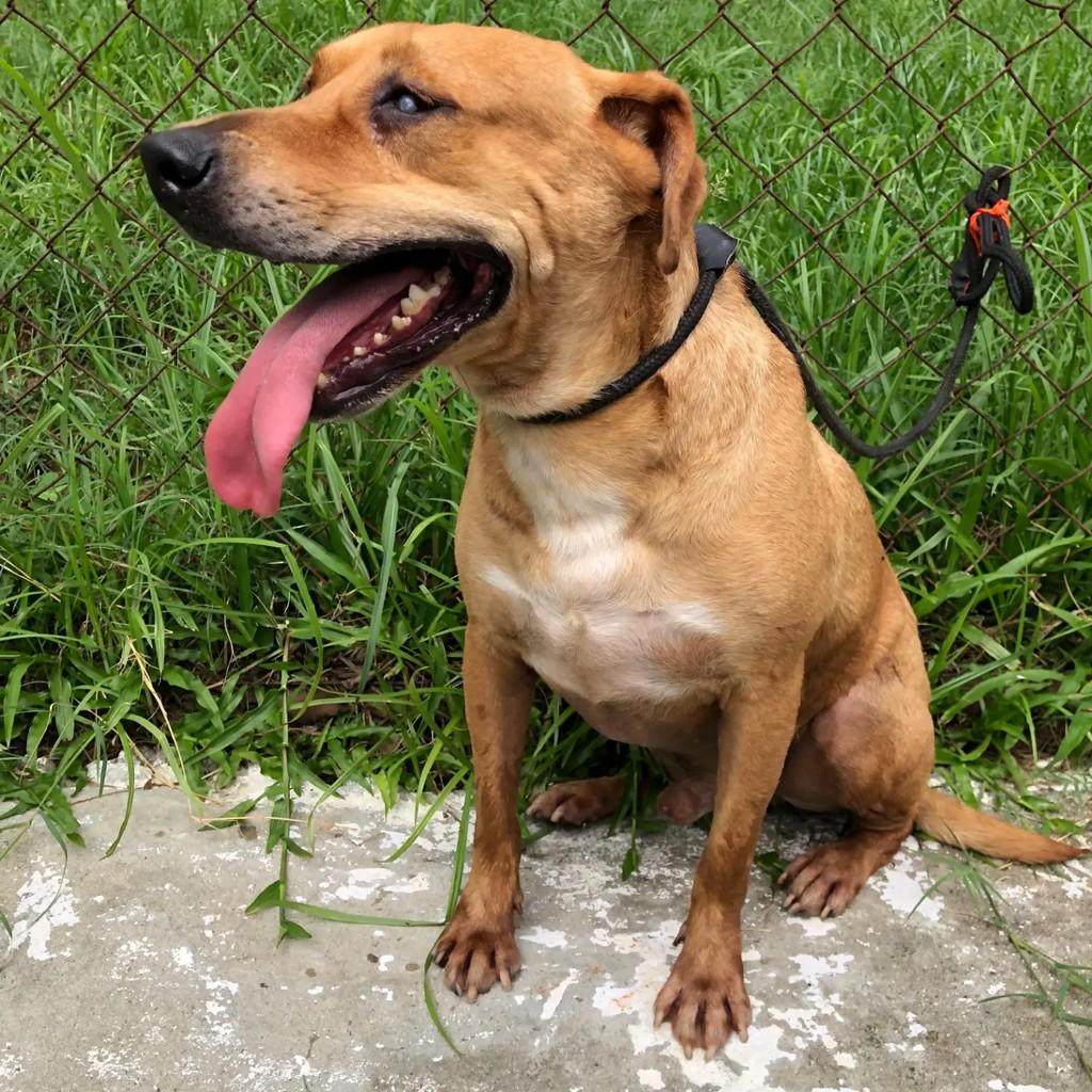 Joaquim, cachorro de porte médio para adoção em Rio de Janeiro - RJ