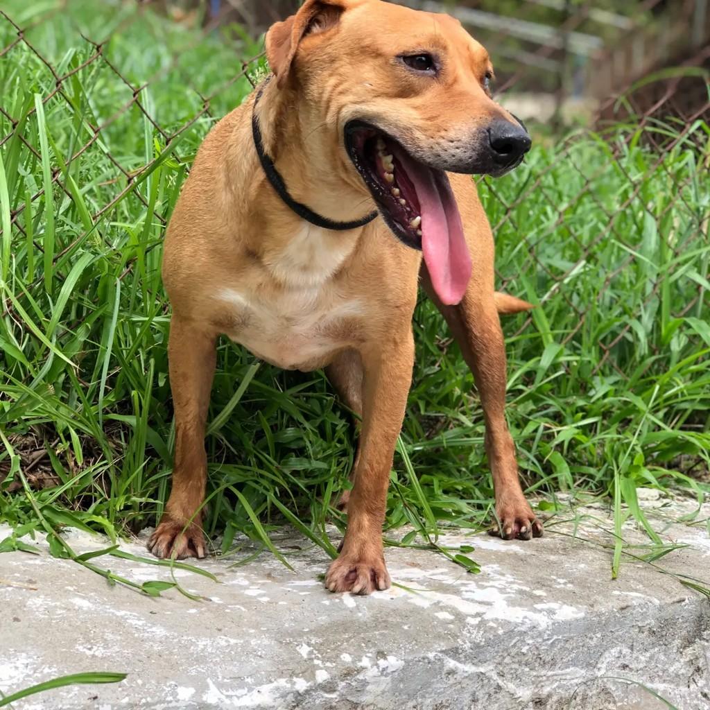 Joaquim, cachorro de porte médio para adoção em Rio de Janeiro - RJ — foto 2 de 3