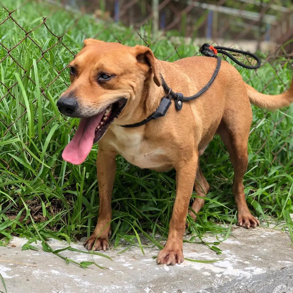 Joaquim, cachorro de porte médio para adoção em Rio de Janeiro - RJ — foto 3 de 3