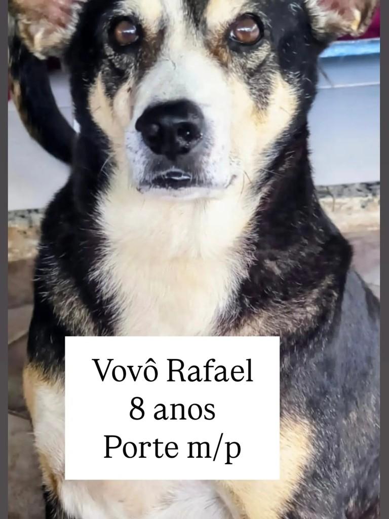 Vovô Rafael, cachorro de porte médio para adoção em Rio de Janeiro - RJ