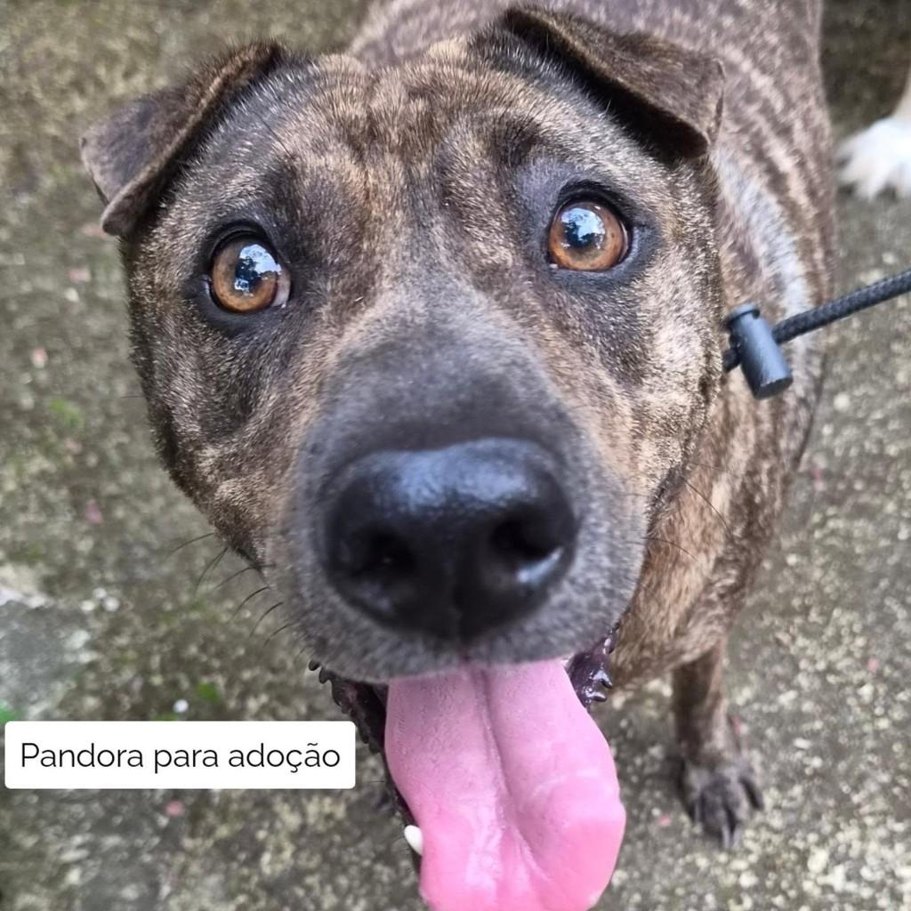 Pandora, cadela de porte médio para adoção no Rio de Janeiro - RJ