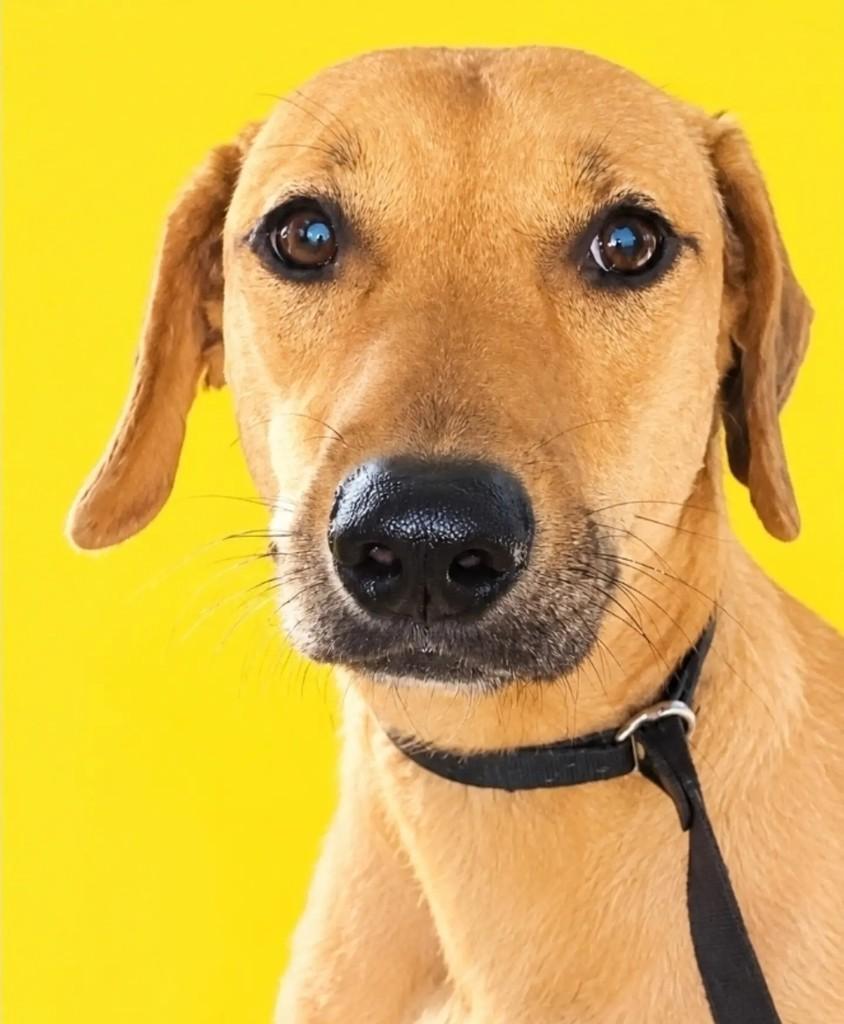 Ben, cachorro de porte médio para adoção no Rio de Janeiro - RJ