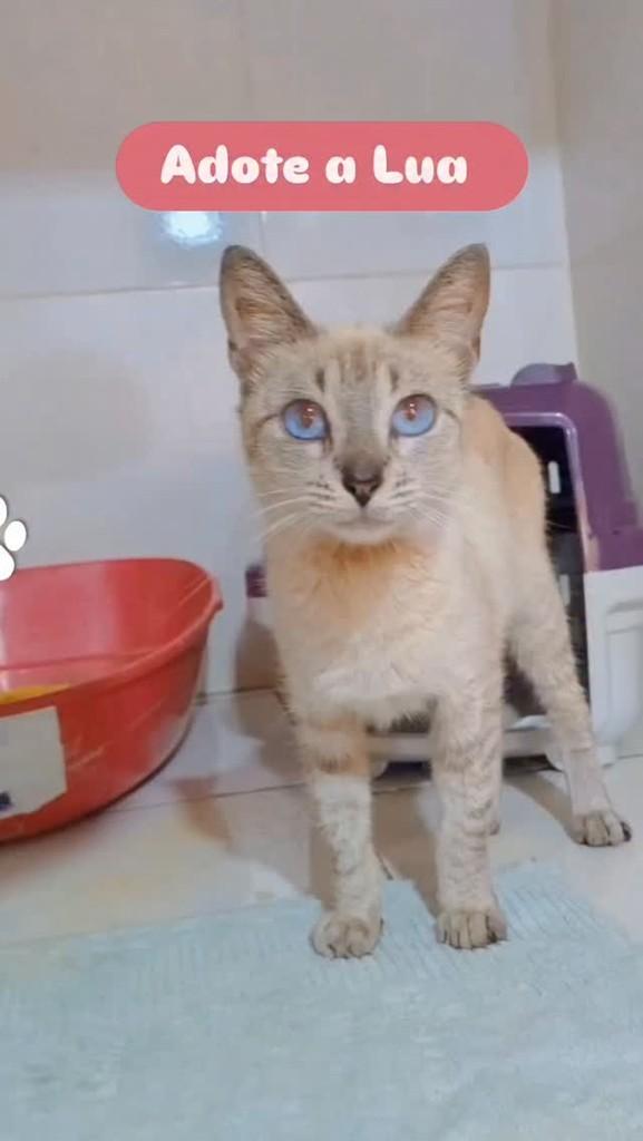 Lua, gata de porte pequeno para adoção em Belém - PA
