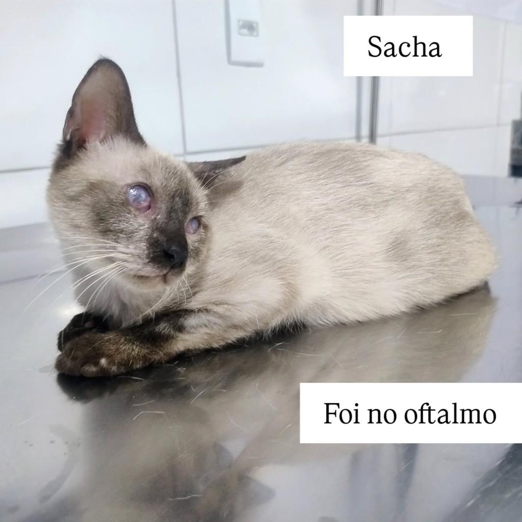 Sacha, gato de porte médio para adoção em Belém - PA