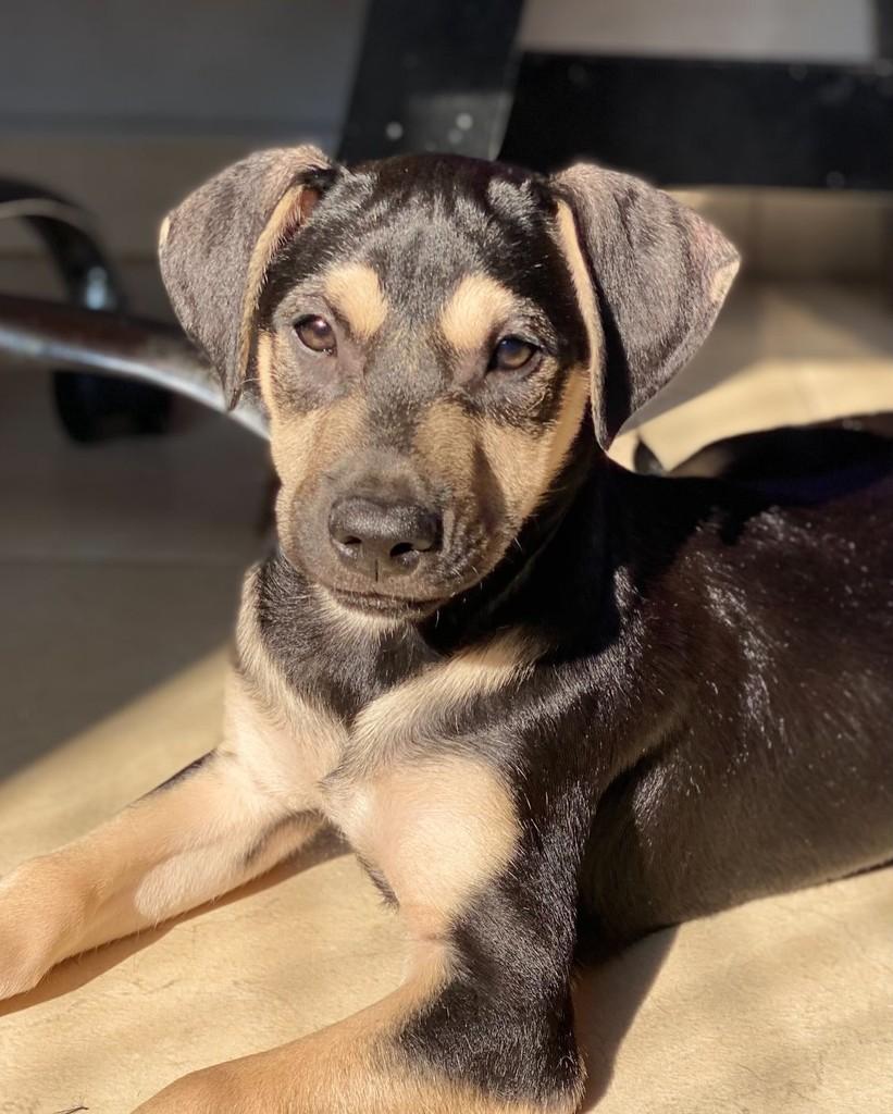 Zé Neto, cachorro de porte médio para adoção em São Paulo - SP