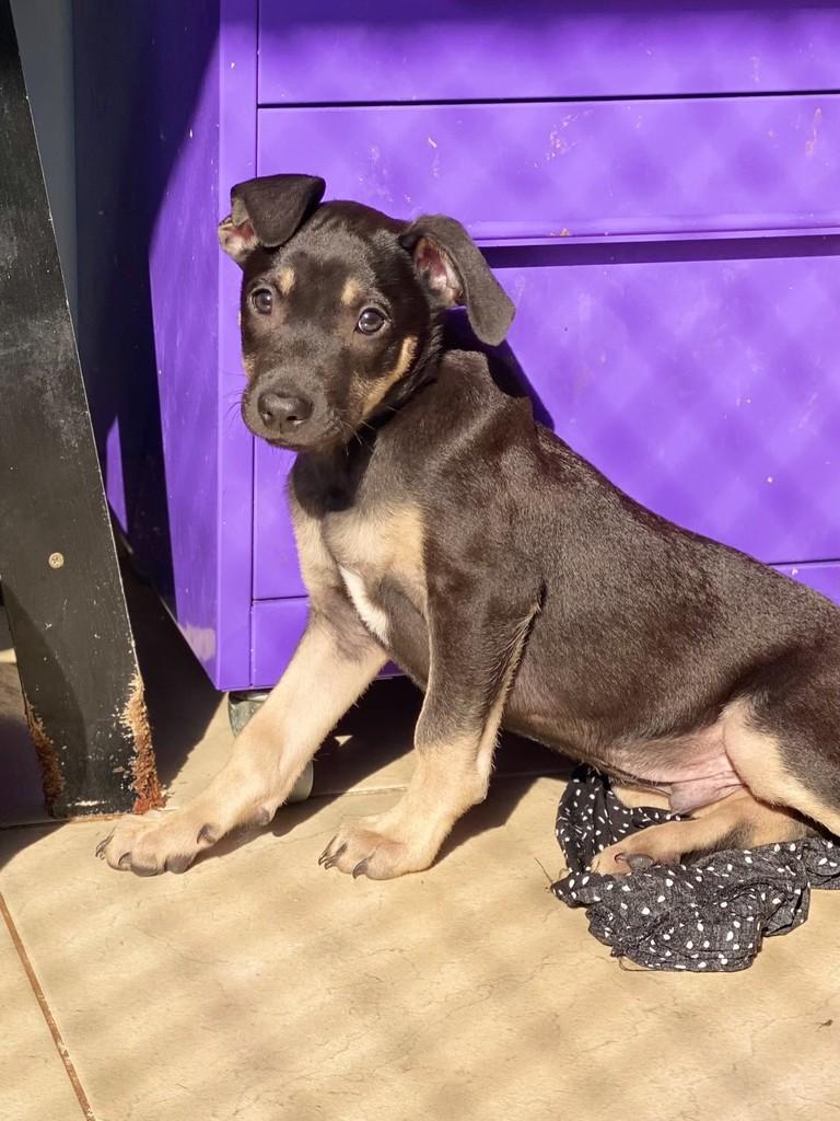Vinicius, cachorro de porte médio para adoção em São Paulo - SP