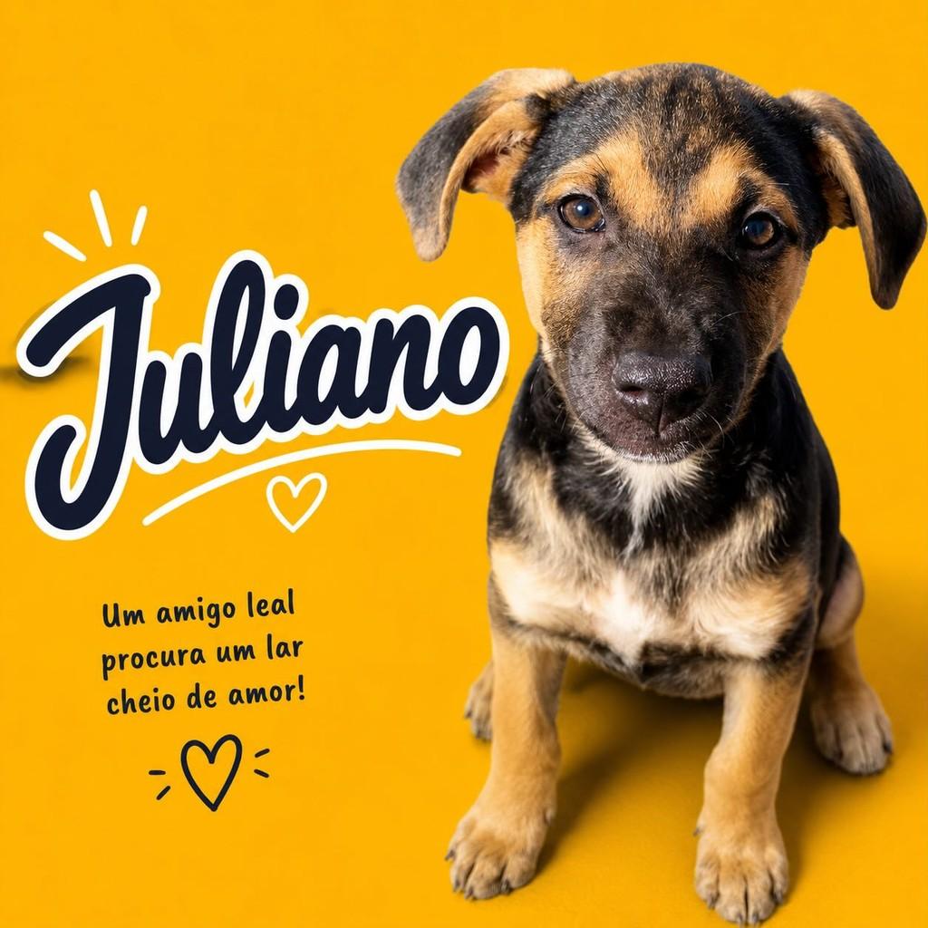 Juliano, cachorro de porte médio para adoção em São Paulo - SP