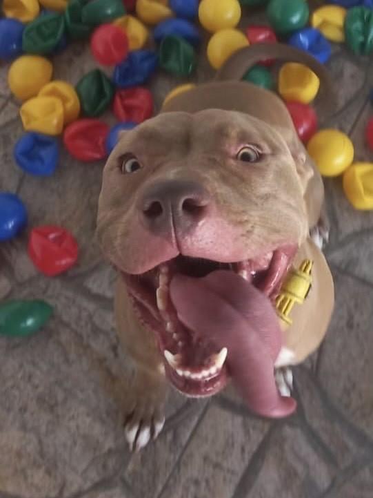 Leona, cadela de porte médio para adoção em São Paulo - SP