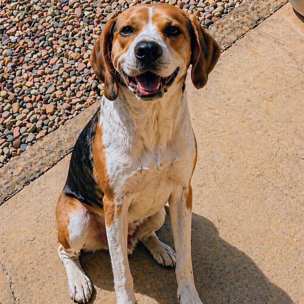 Bernoso, cachorro de porte médio para adoção em Guaramirim - SC