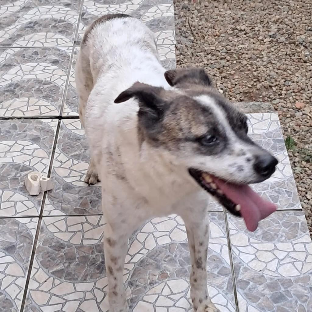 Maya, cadela de porte médio para adoção em Jaraguá do Sul - SC