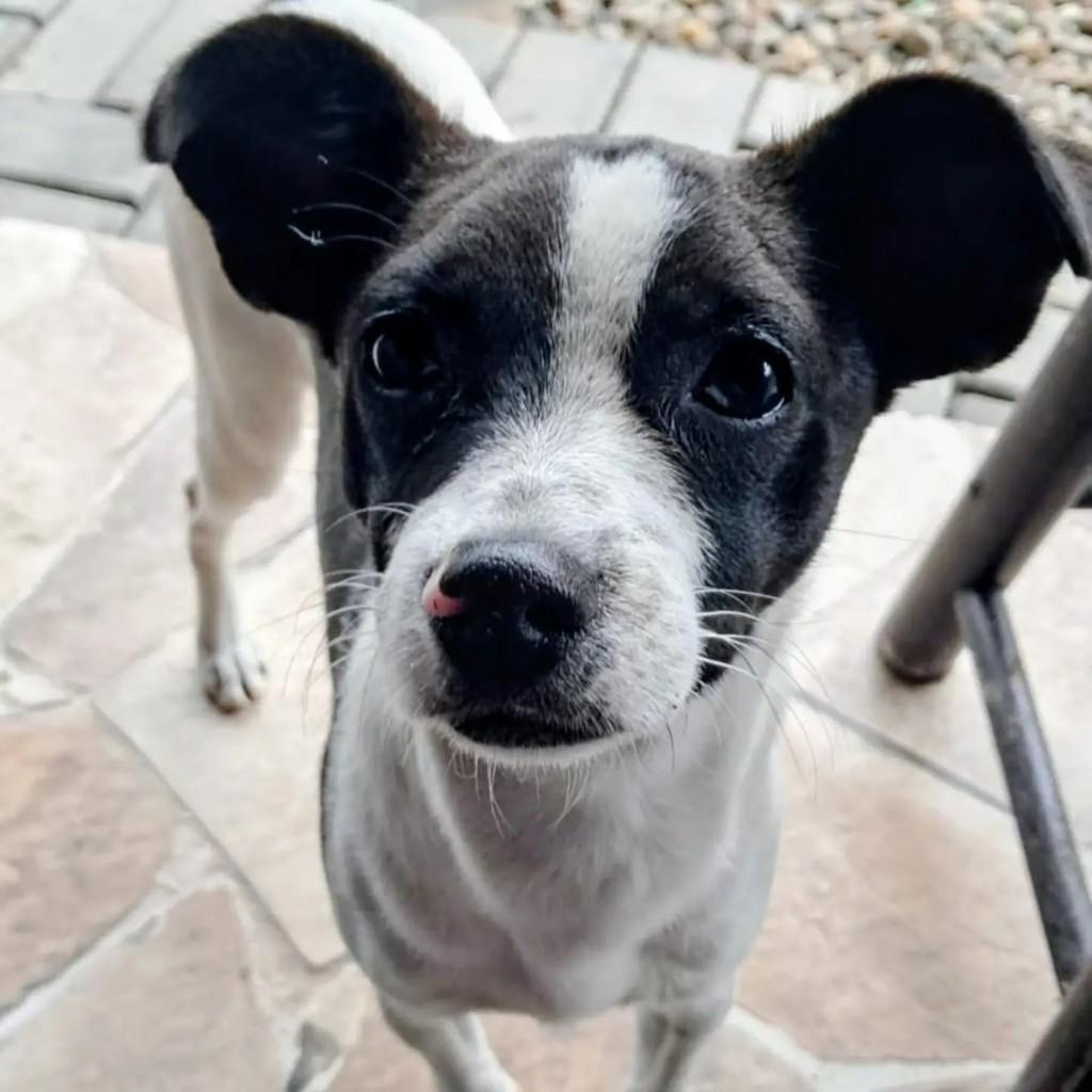 Pingo, cachorro de porte pequeno para adoção em Jaraguá do Sul - SC