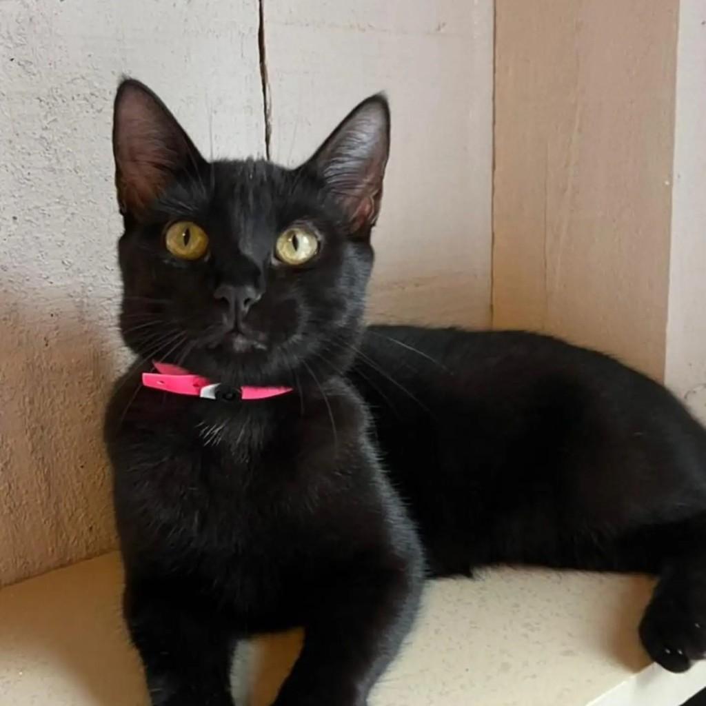 Yumeco, gata de porte pequeno para adoção em Guaramirim - SC