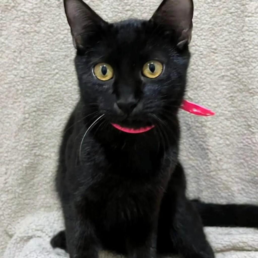 Gaia, gata de porte pequeno para adoção em Guaramirim - SC