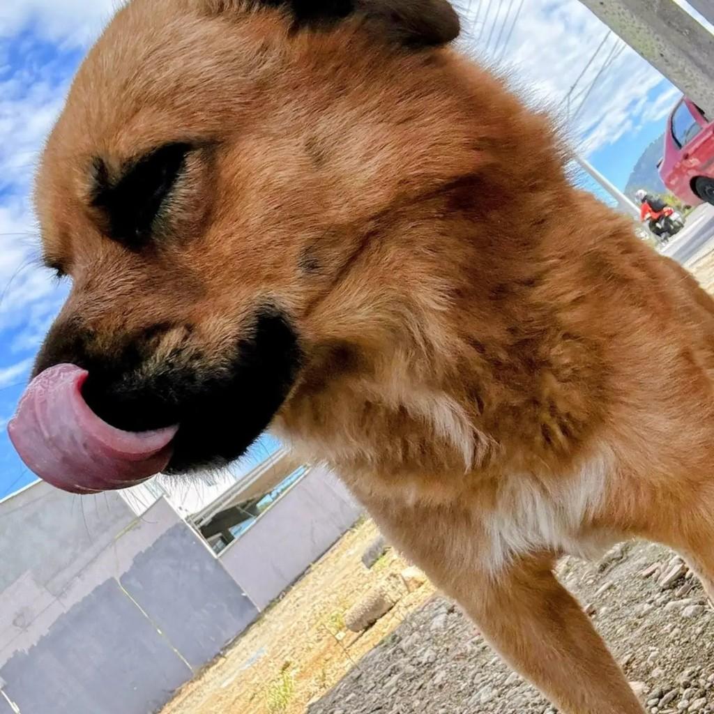 Peludinho, cachorro de porte médio para adoção em Jaraguá do Sul - SC