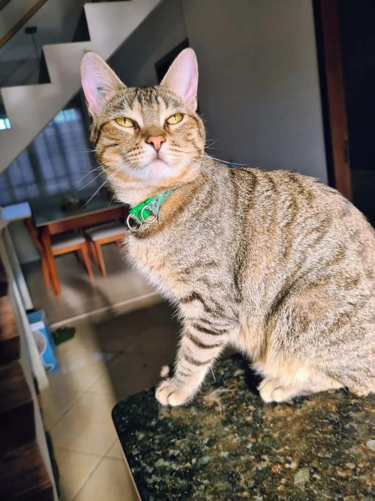 Jamanta, gato de porte médio para adoção em Guaramirim - SC