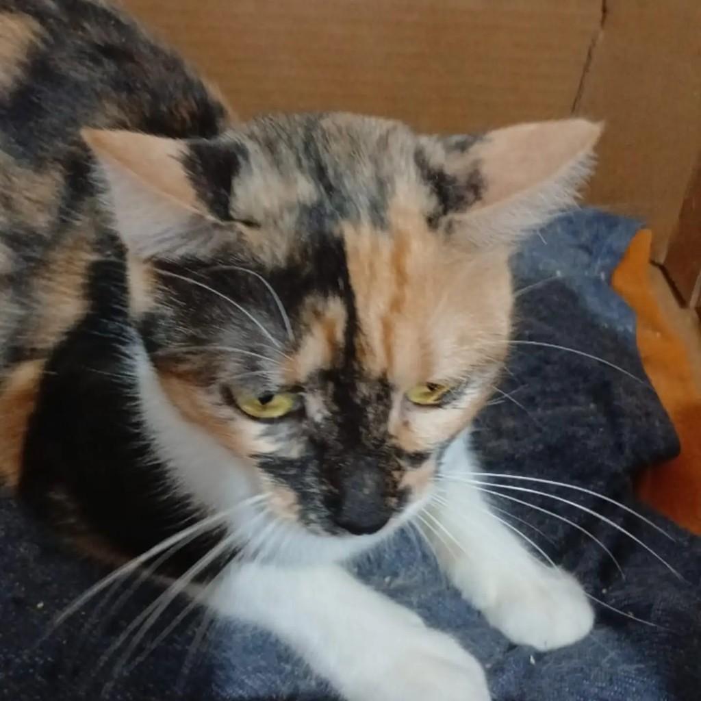Pequena, gata para adoção em Guaramirim - SC
