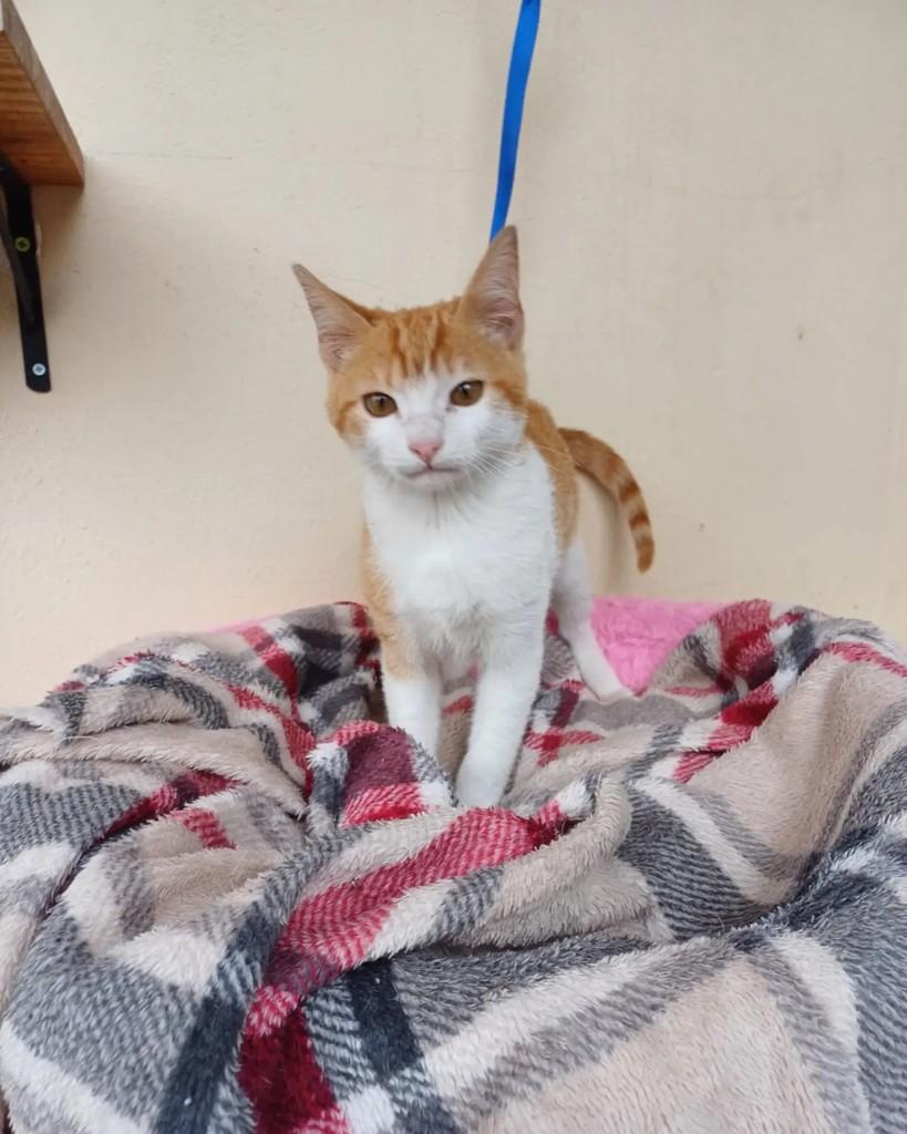 Shazam, gato de porte pequeno para adoção em Guaramirim - SC