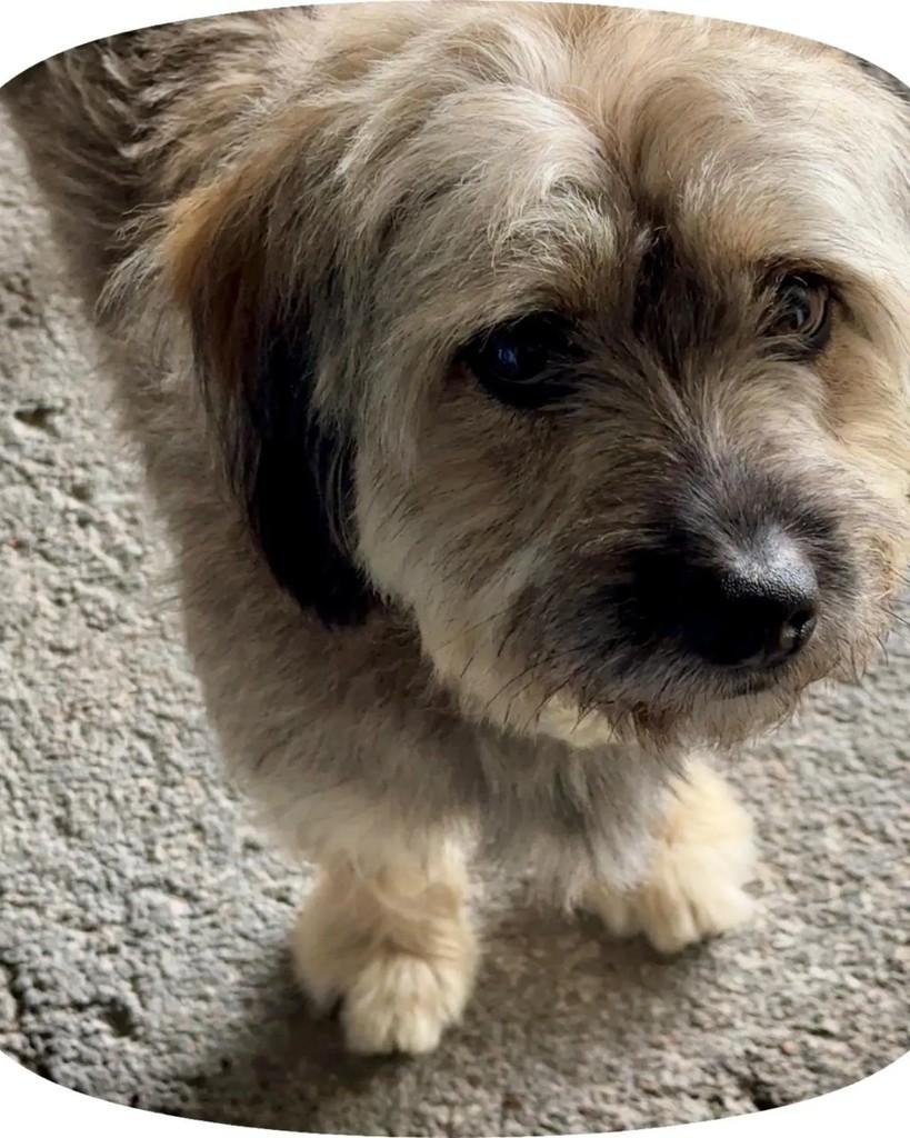 Bruno, cachorro de porte médio para adoção em Guaramirim - SC