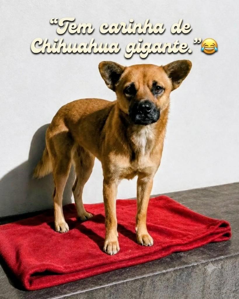 Mel, cadela de porte médio para adoção em Guaramirim - SC