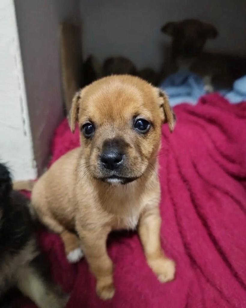 Zyon, cachorro de porte pequeno para adoção em Jaraguá do Sul - SC