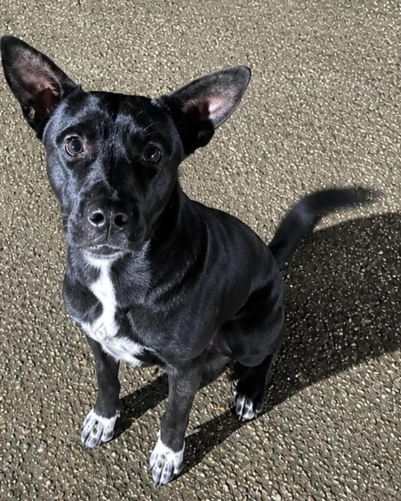 Nego, cachorro de porte pequeno para adoção em Guaramirim - SC
