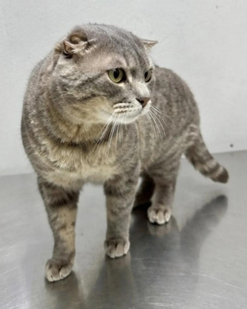 Frank, gato de porte médio para adoção em Guaramirim - SC