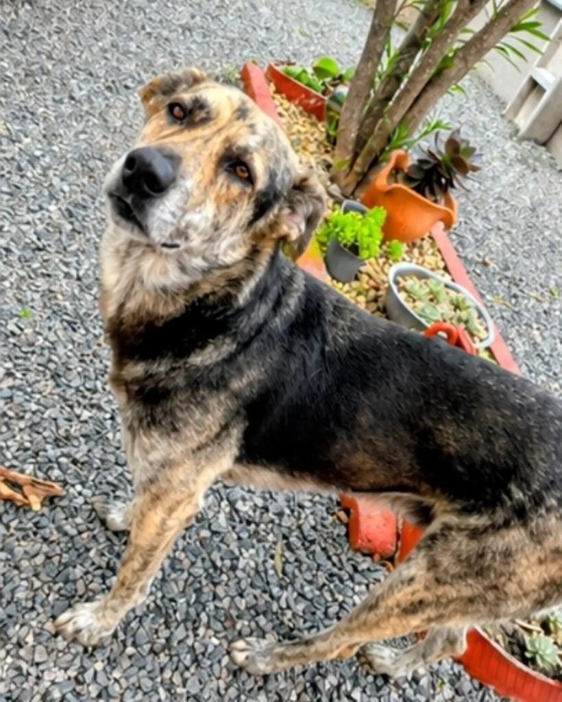 Chocolate, cachorro de porte grande para adoção em Jaraguá do Sul - SC