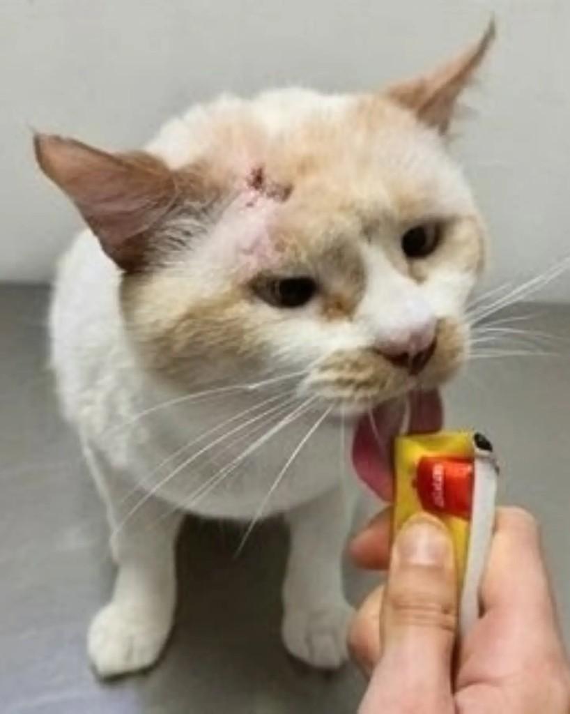 Amigo, gato de porte médio para adoção em Guaramirim - SC