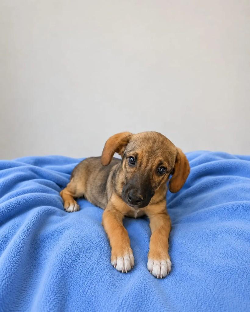 Lucas, cachorro de porte pequeno para adoção em Guaramirim - SC