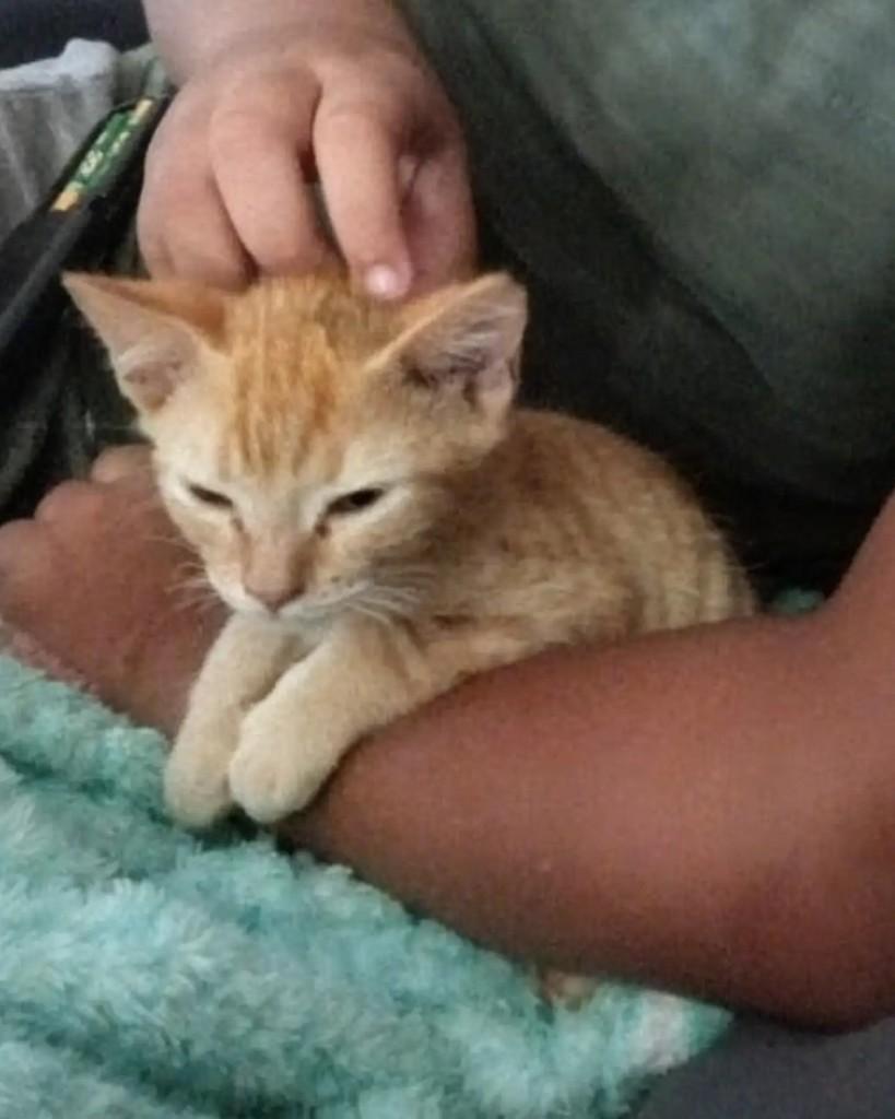 Chetoos, gato de porte pequeno para adoção em Guaramirim - SC