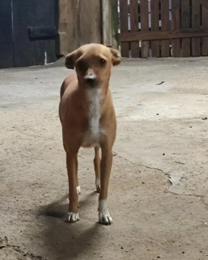 Caramela, cadela de porte pequeno para adoção em Jaraguá do Sul - SC