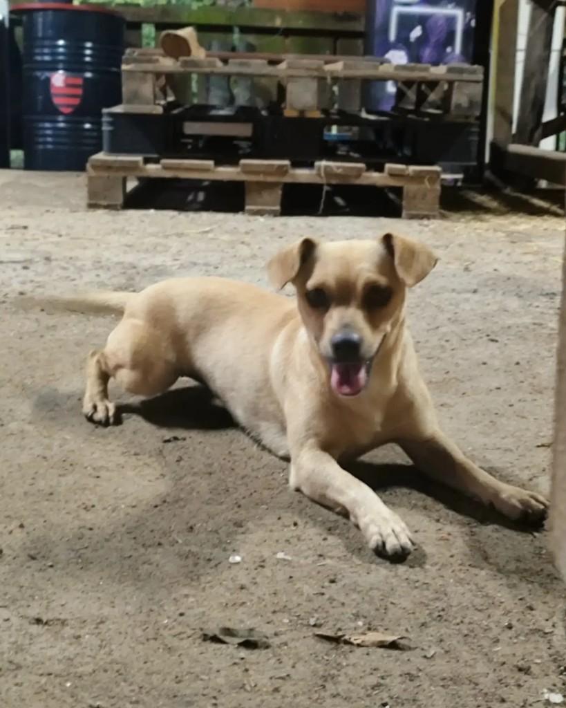 Sandy, cadela de porte pequeno para adoção em Jaraguá do Sul - SC