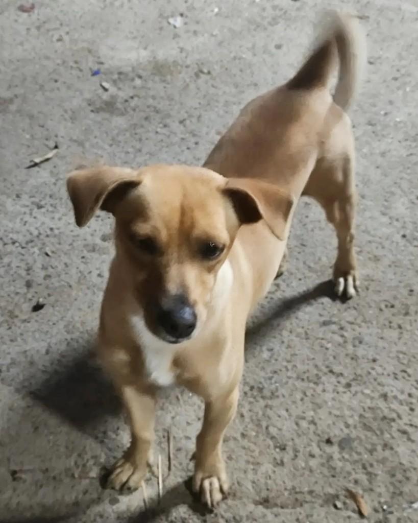 Chico, cachorro de porte pequeno para adoção em Jaraguá do Sul - SC