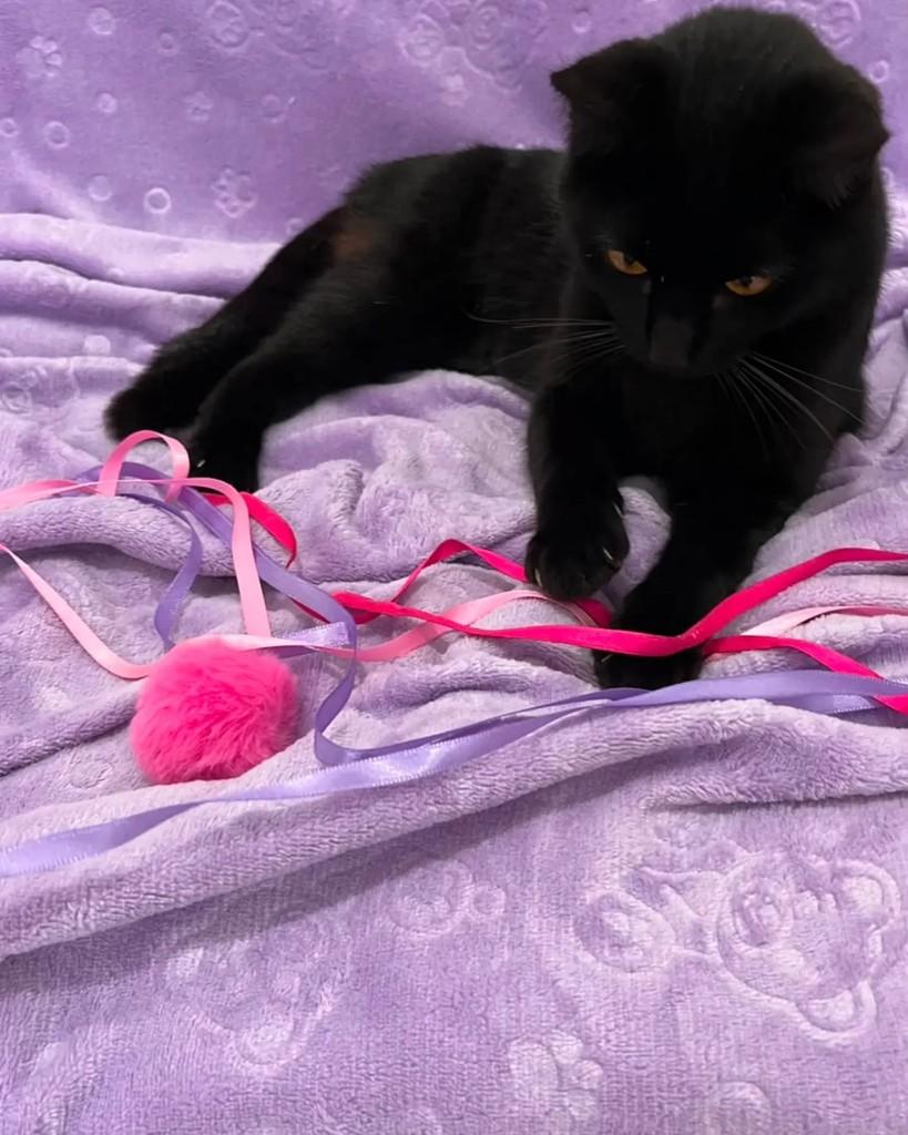 Nairóbi, gata de porte pequeno para adoção em Guaramirim - SC