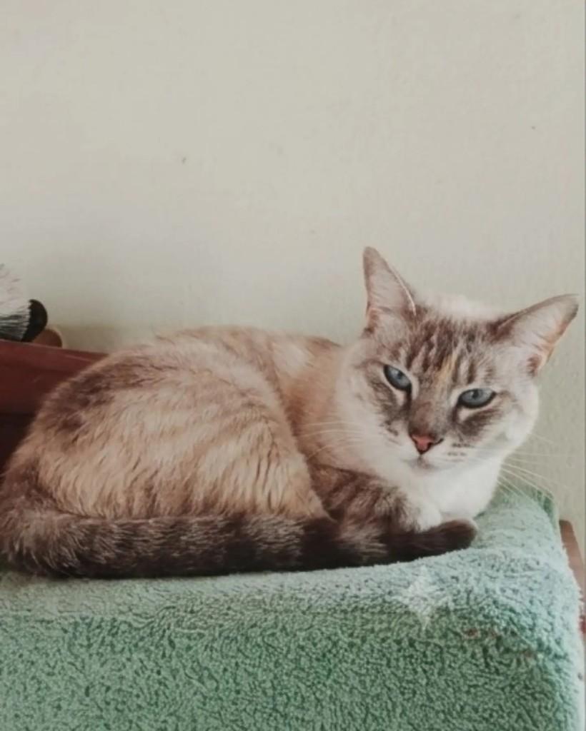 Marie, gata de porte médio para adoção em Jaraguá do Sul - SC