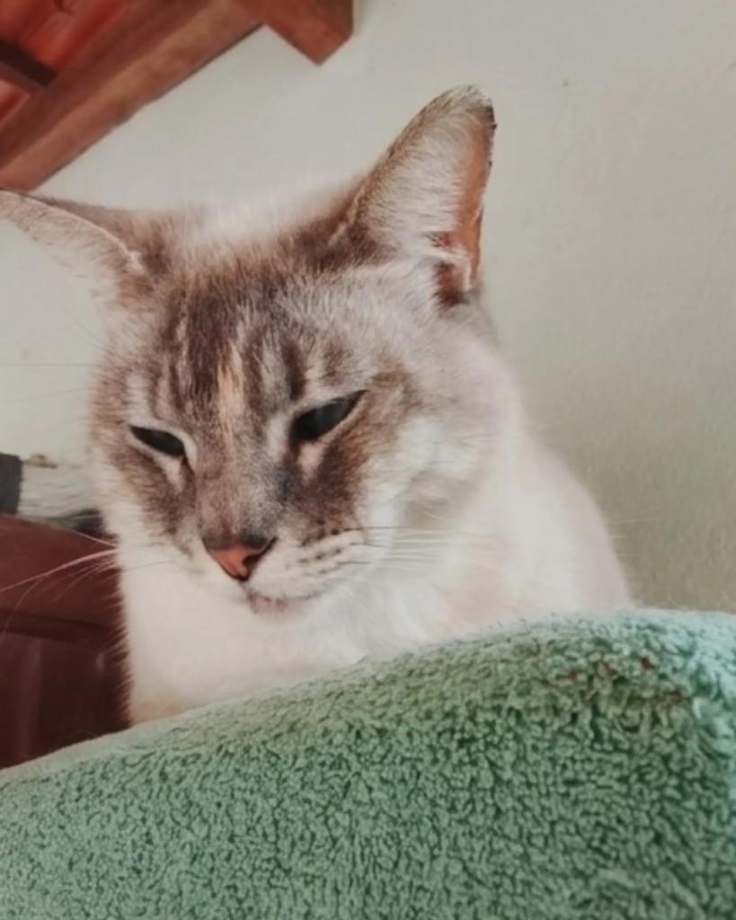 Marie, gata de porte médio para adoção em Jaraguá do Sul - SC — foto 2 de 5