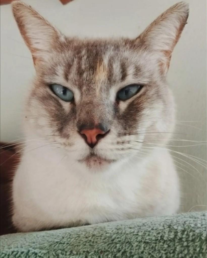 Marie, gata de porte médio para adoção em Jaraguá do Sul - SC — foto 3 de 5