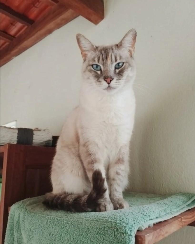 Marie, gata de porte médio para adoção em Jaraguá do Sul - SC — foto 4 de 5