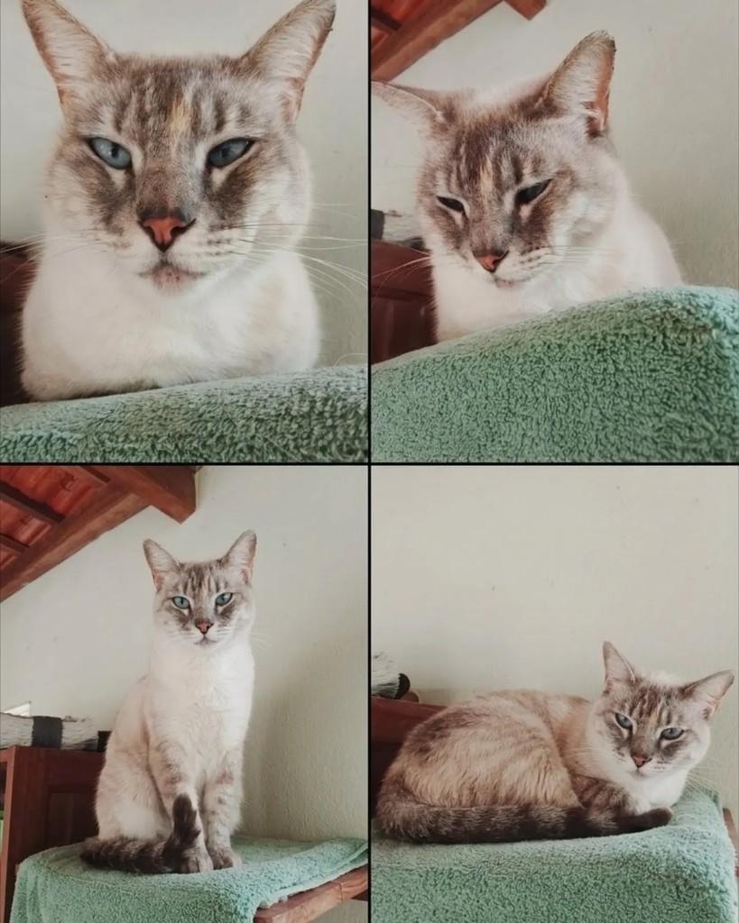 Marie, gata de porte médio para adoção em Jaraguá do Sul - SC — foto 5 de 5