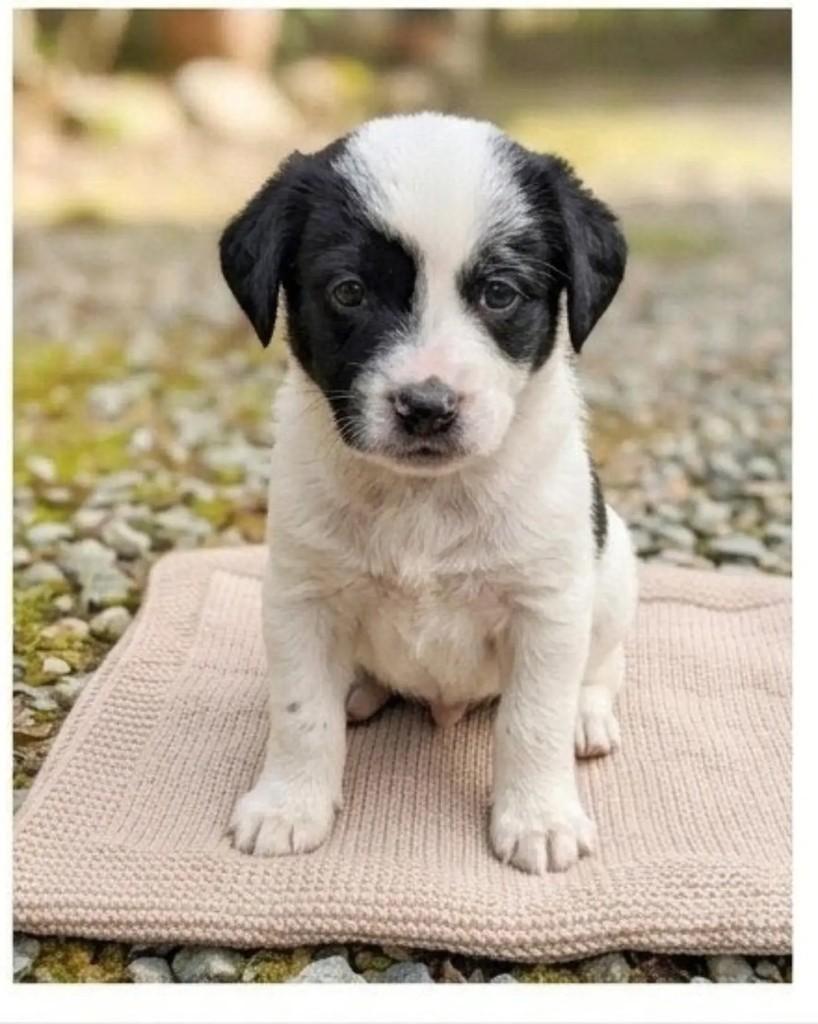 Dominó, cachorro de porte pequeno para adoção em Jaraguá do Sul - SC — foto 2 de 2