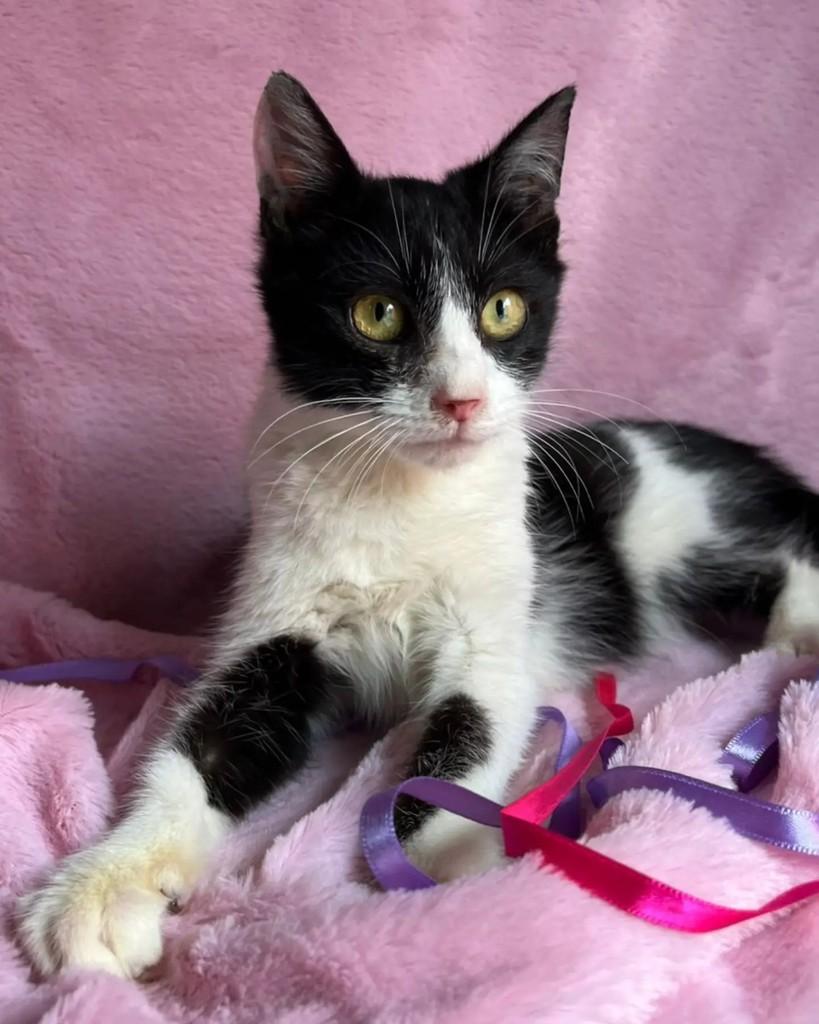 Zali, gata de porte pequeno para adoção em Guaramirim - SC