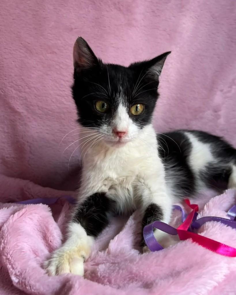 Zali, gata de porte pequeno para adoção em Guaramirim - SC — foto 2 de 3