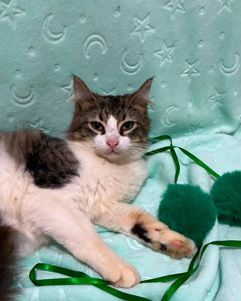 Mingau, gato de porte pequeno para adoção em Guaramirim - SC