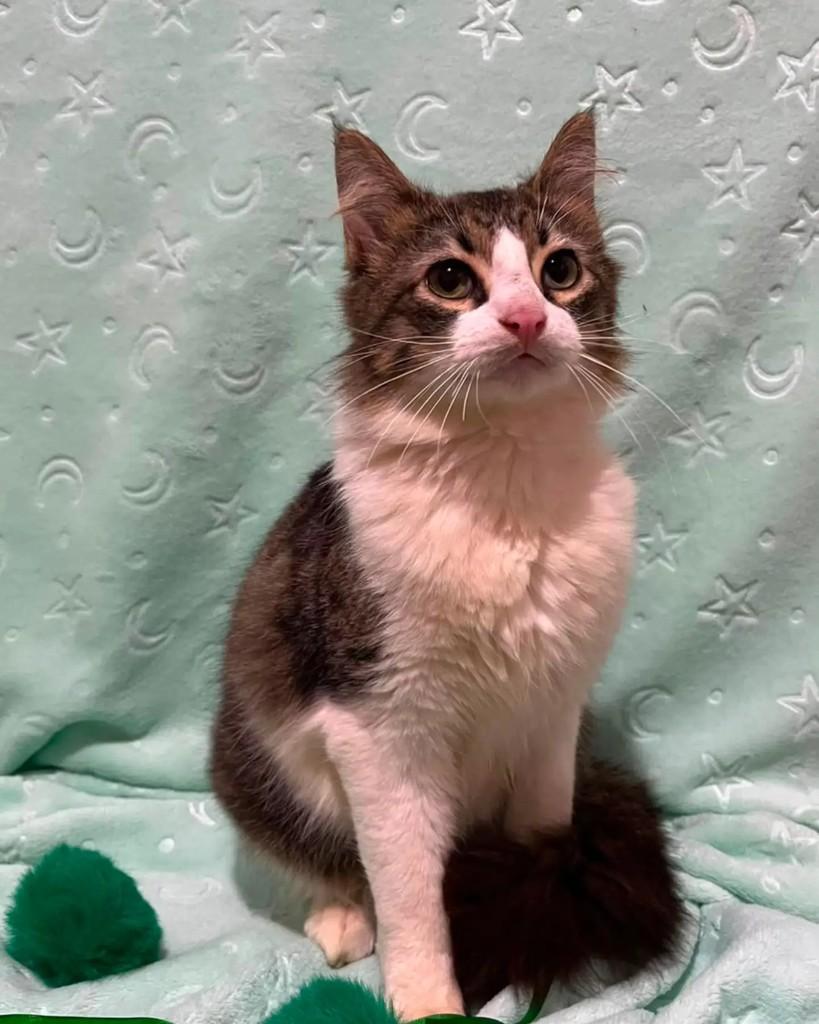 Mingau, gato de porte pequeno para adoção em Guaramirim - SC — foto 2 de 8