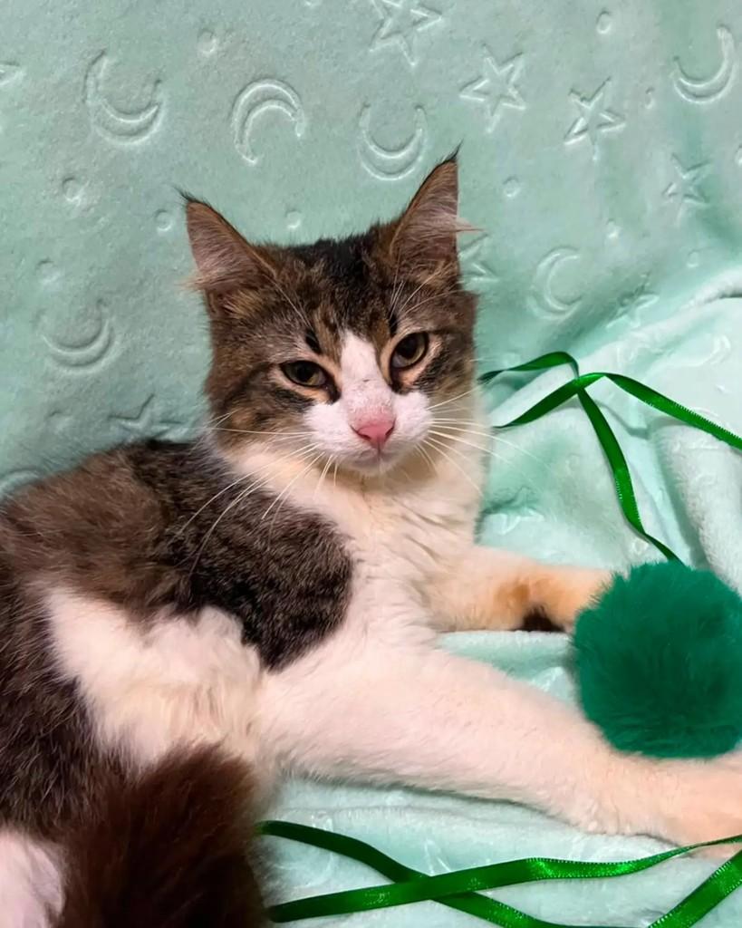 Mingau, gato de porte pequeno para adoção em Guaramirim - SC — foto 3 de 8