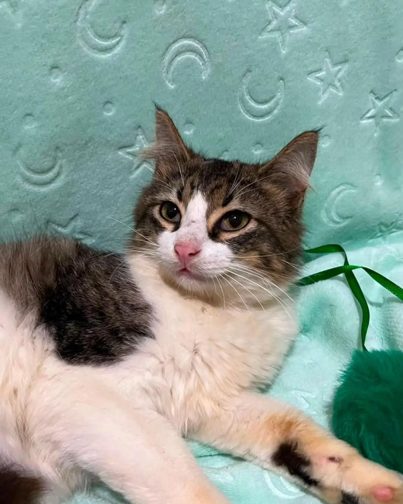Mingau, gato de porte pequeno para adoção em Guaramirim - SC — foto 4 de 8