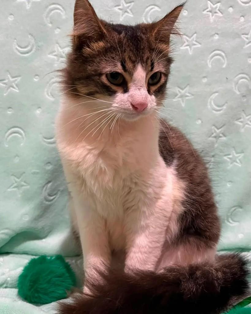Mingau, gato de porte pequeno para adoção em Guaramirim - SC — foto 5 de 8