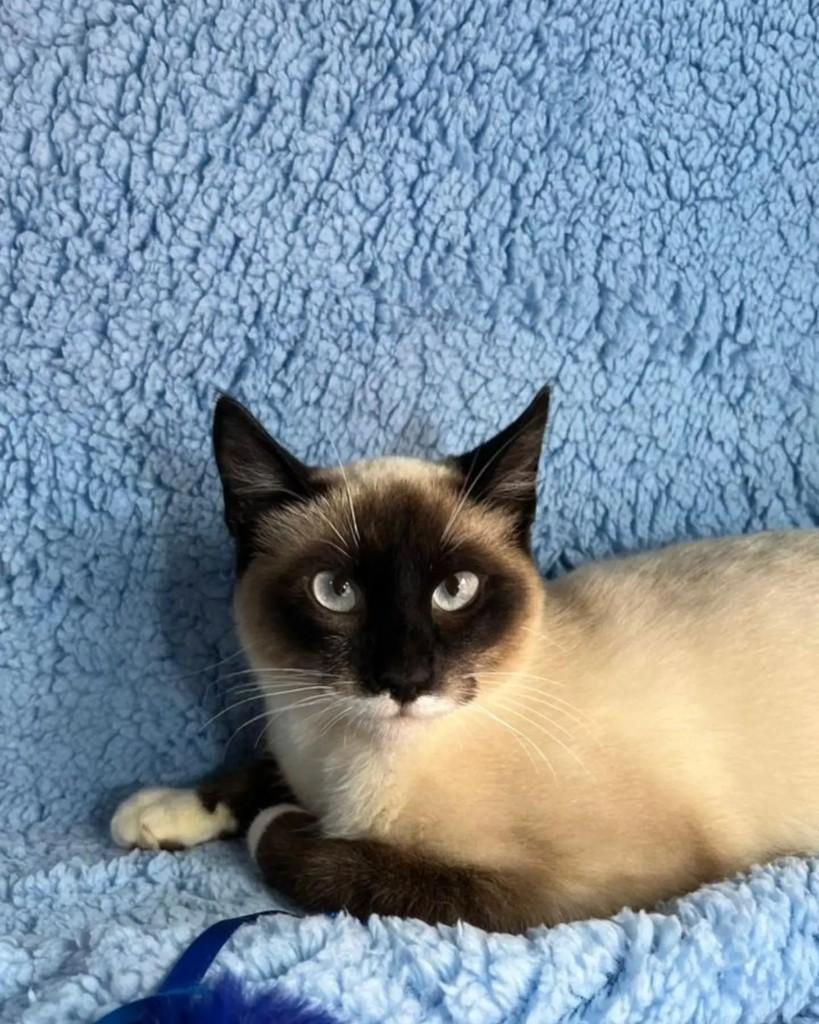 Flocos, gato de porte pequeno para adoção em Guaramirim - SC