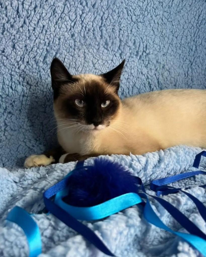 Flocos, gato de porte pequeno para adoção em Guaramirim - SC — foto 2 de 6