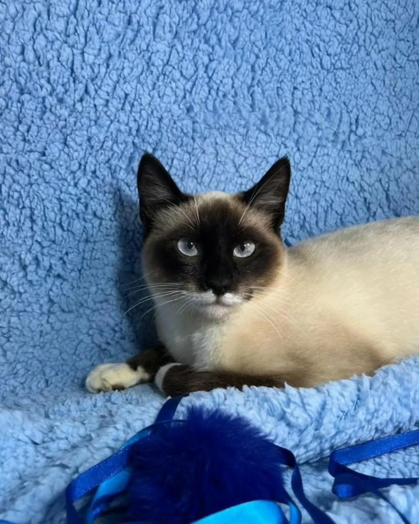 Flocos, gato de porte pequeno para adoção em Guaramirim - SC — foto 3 de 6